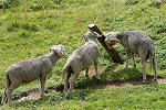 Le gratte corne