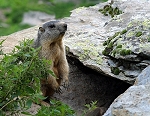 Marmotte