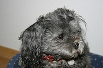 Pensive
