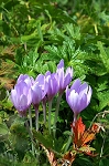 Crocus