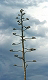 Fleur d agave