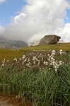 Linaigrette