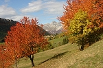 gesse