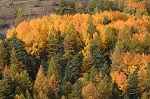 la foret 1