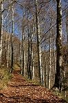 le chemin