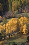 le plateau