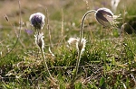 anemones