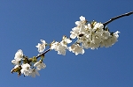 cerisier
