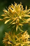 gentiane