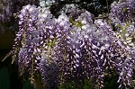 glycine