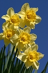 jonquilles