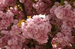 le bouquet