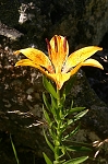 lys orange