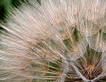 Ephemere