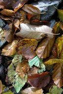 Feuilles