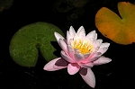 Nuphar