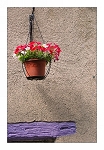 Le pot de fleurs