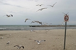 les mouettes